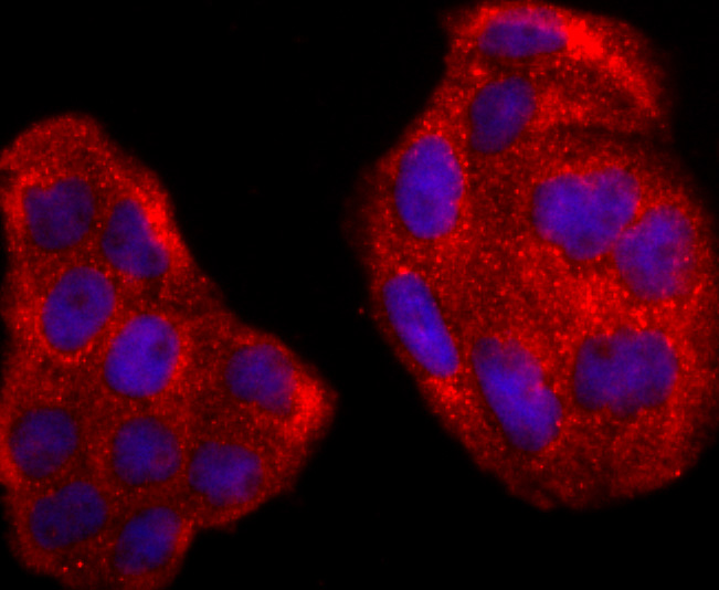 Rac1-2-3 Rabbit mAb