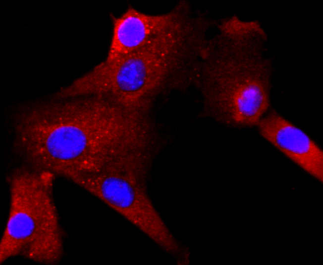 Rac1-2-3 Rabbit mAb