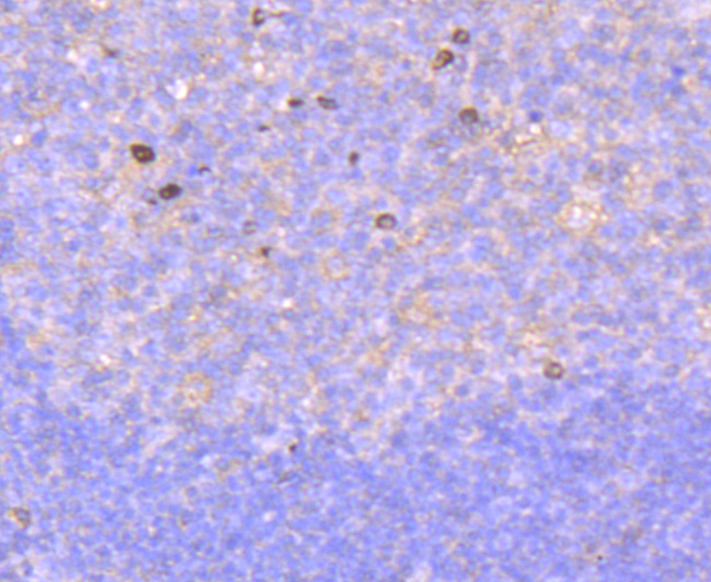 Rac1-2-3 Rabbit mAb