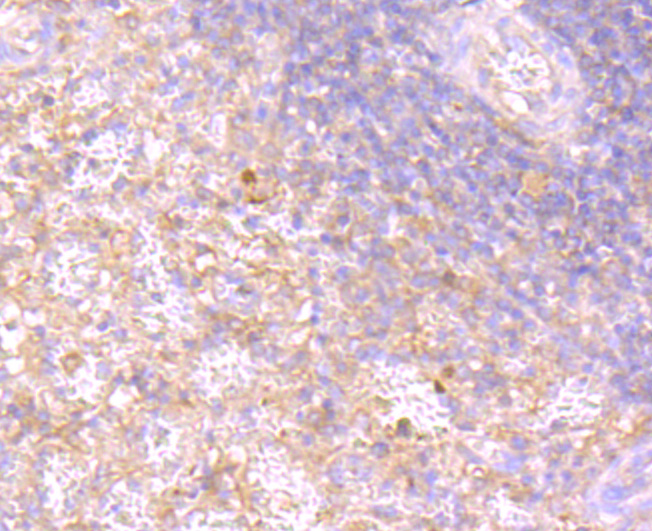 Rac1-2-3 Rabbit mAb