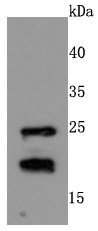 Rac1-2-3 Rabbit mAb