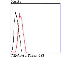 TTR Rabbit mAb