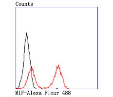 MIF Rabbit mAb