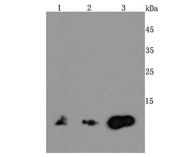 MIF Rabbit mAb