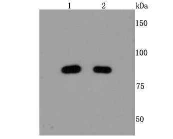 Mre11 Rabbit mAb