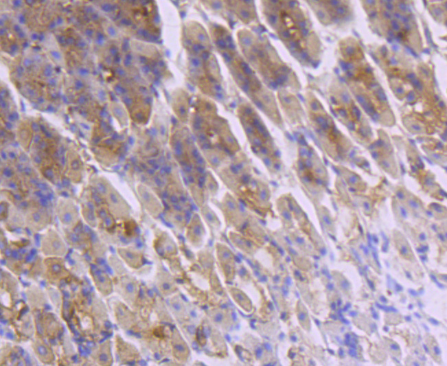 FGF21 Rabbit mAb