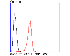 53BP1 Rabbit mAb