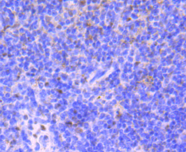 53BP1 Rabbit mAb