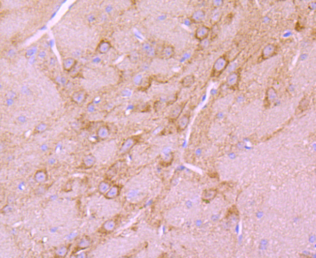 BNIP3 Rabbit mAb