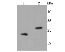 BNIP3 Rabbit mAb