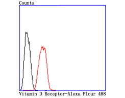 Vitamin D Receptor Rabbit mAb