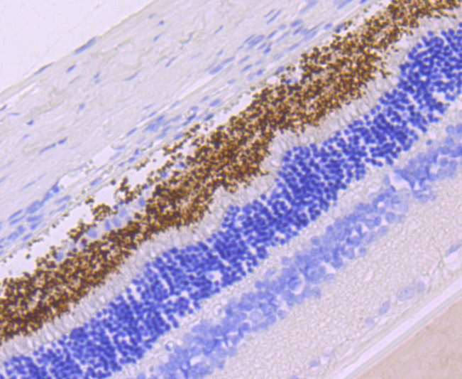 Rhodopsin Rabbit mAb