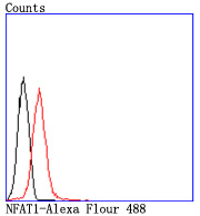 NFAT1 Rabbit mAb