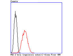 PKA 2 beta (regulatory subunit) Rabbit mAb