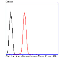 Choline Acetyltransferase Rabbit mAb