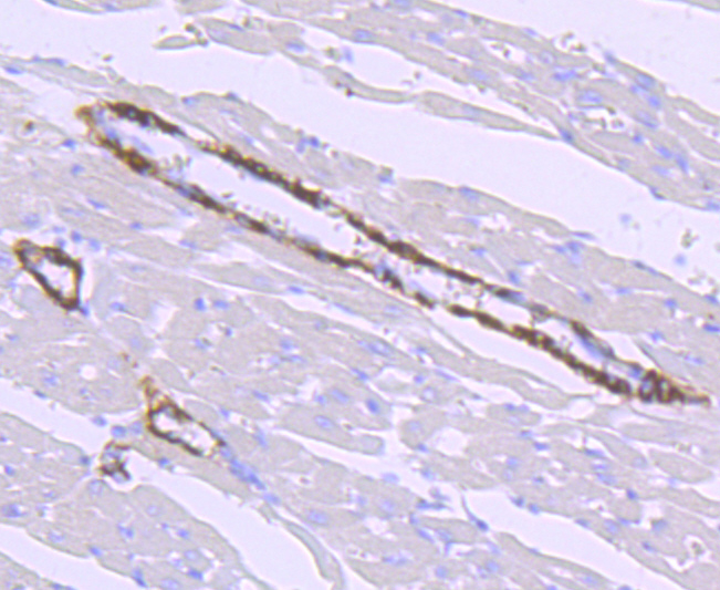 Hepcidin Rabbit mAb