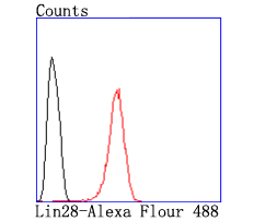 Lin28 Rabbit mAb