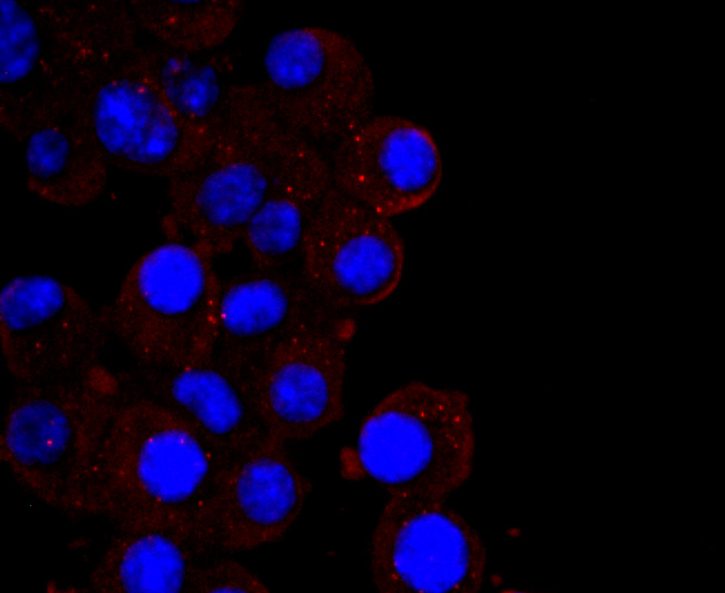 IP10 Rabbit mAb