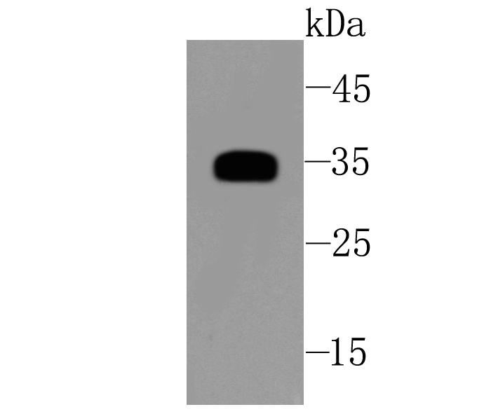 SFRP1 Rabbit mAb