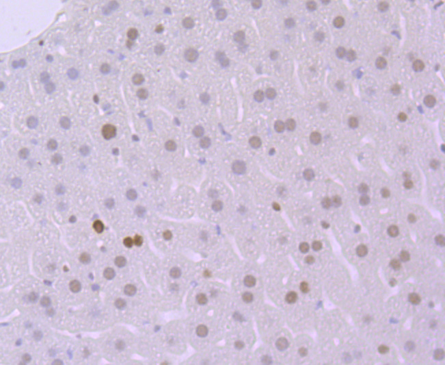 MSH6 Rabbit mAb