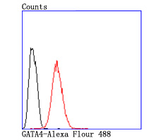 GATA4 Rabbit mAb