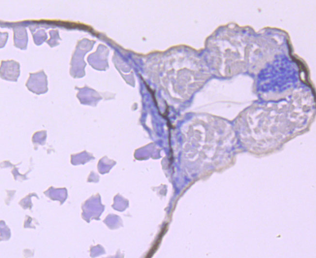 CaMKII delta Rabbit mAb