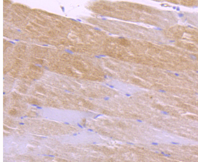 CaMKII delta Rabbit mAb