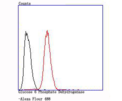 Glucose 6 Phosphate Dehydrogenase Rabbit mAb