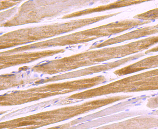 Glucose 6 Phosphate Dehydrogenase Rabbit mAb