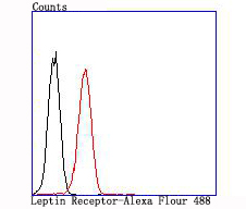 Leptin Receptor Rabbit mAb