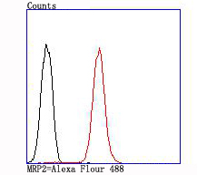 MRP2 Rabbit mAb