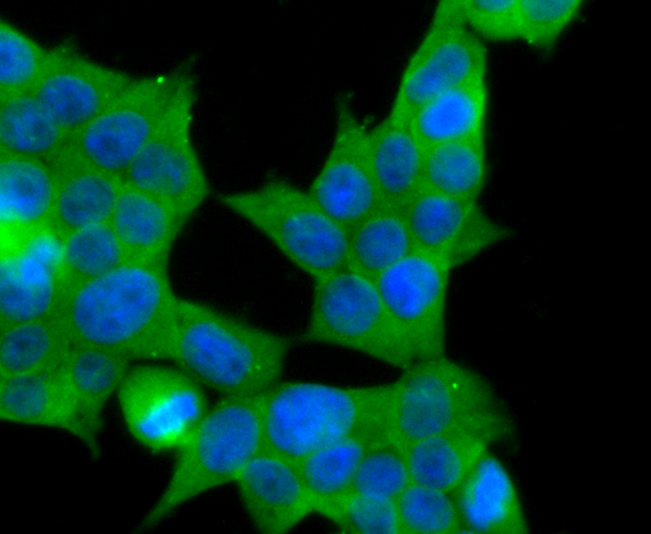 MRP2 Rabbit mAb