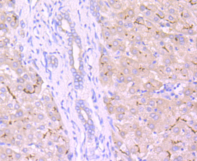 MRP2 Rabbit mAb