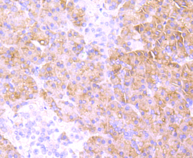 MRP2 Rabbit mAb