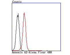 Annexin A2 Rabbit mAb