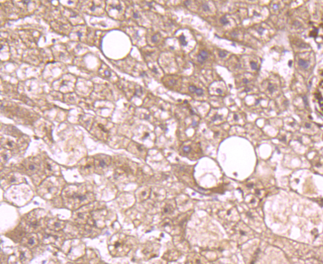 Annexin A2 Rabbit mAb