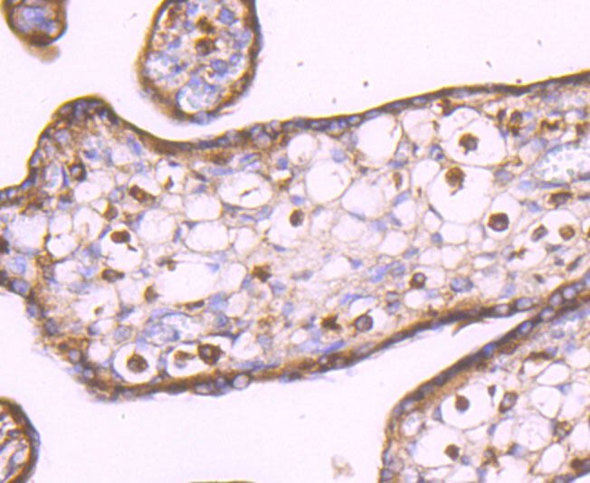 LXR alpha Rabbit mAb