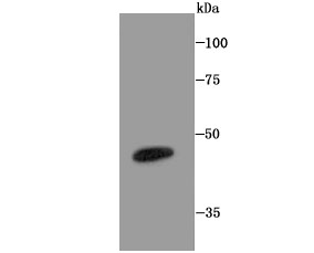 LXR alpha Rabbit mAb