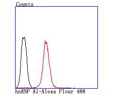 hnRNP A1 Rabbit mAb