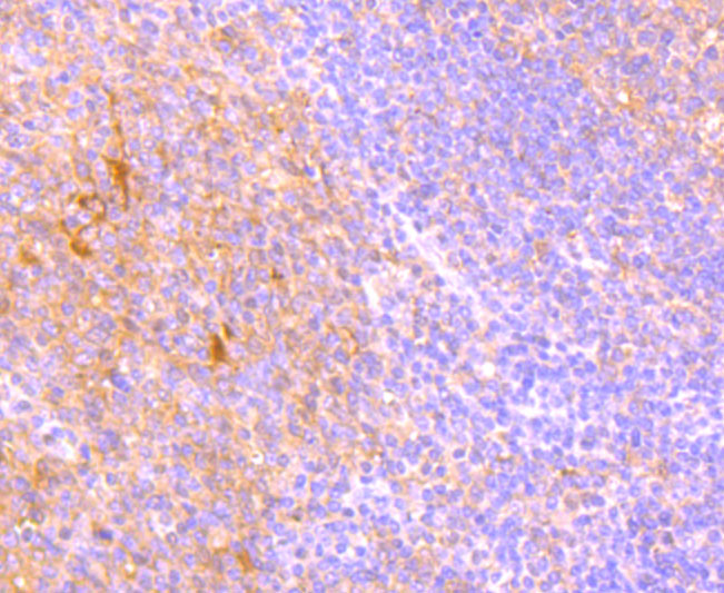 DR5 Rabbit mAb