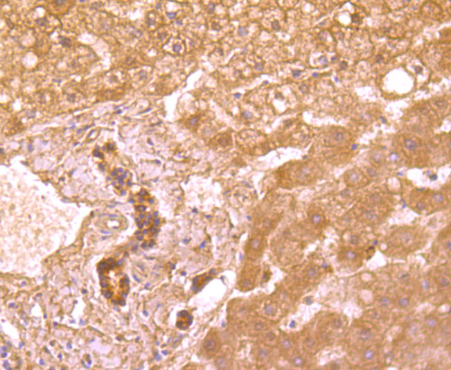 DR5 Rabbit mAb