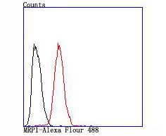 MRP1 Rabbit mAb