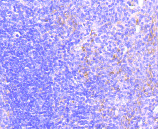 MRP1 Rabbit mAb