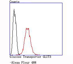 Glucose Transporter GLUT3 Rabbit mAb