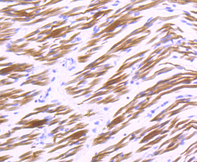 Alpha B Crystallin Rabbit mAb