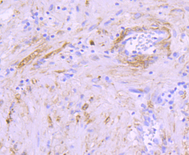 Alpha B Crystallin Rabbit mAb