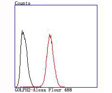 GOLPH2 Rabbit mAb