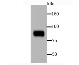 Periostin Rabbit mAb