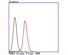 PDK1 Rabbit mAb