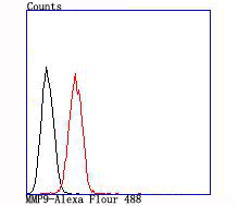 MMP9 Rabbit mAb